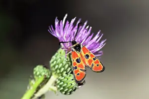 Imago: Burnet