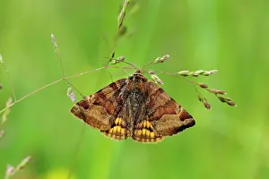Burnet: Burnet Companion Moth