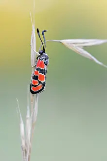 Verdon: Burnet Moth