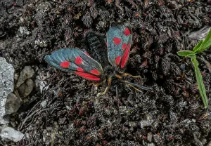 Hexapods: A Burnet moth, Scotch burnet, Zygaena exulans at