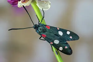 Zygaena: Burnet moth (Zygaena ephialtes), Drome, France