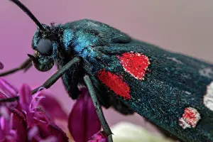 Zygaena: Burnet moth (Zygaena ephialtes), Drome, France