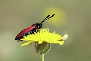 Imago: Burnets