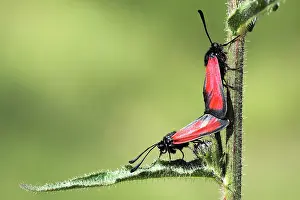 Imago: Burnets