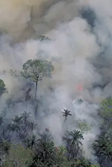 Burning: Burning Amazon rainforest