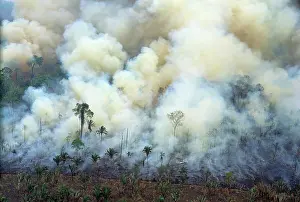 Concerns: Burning rainforest