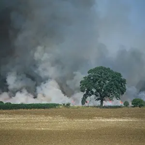 Towering: Burning stubble field