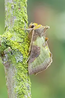 Burnished: Burnished Brass Moth