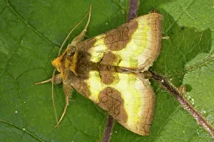 Burnished: Burnished Brass moth