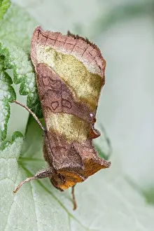 Burnished: Burnished Brass Moth