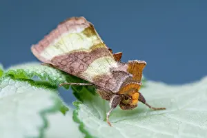 Burnished: Burnished Brass Moth