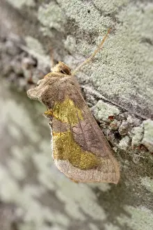 250417: Burnished brass moth, Norfolk UK