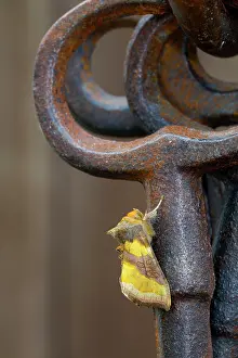Keys: Burnished Brass Moth - on Ornamental Keys