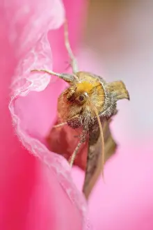 Noctuidae: Burnished Brass Moth - on pink flower petal