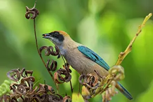 Llanos: Burnished-buff Tanager, Los Llanos, Colombia
