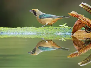 Tanager: Burnished Buff Tanager Stilpnia cayana Atlantic
