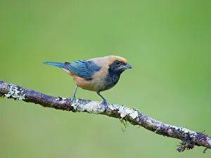 Tanager: Burnished Buff Tanager Stilpnia cayana Atlantic