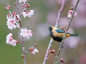 Tanager: Burnished Buff Tanager Stilpnia cayana Atlantic