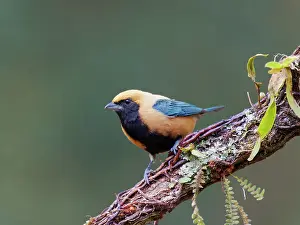 Tanager: Burnished Buff Tanager Stilpnia cayana Atlantic