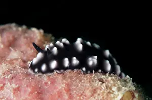 Java: Burn's Phyllidiopsis Nudibranch