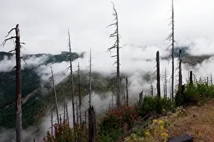 Regenerating: Burnt coniferous forest regenerating following eruption
