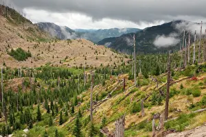 Regenerating: Burnt coniferous forest regenerating following eruption