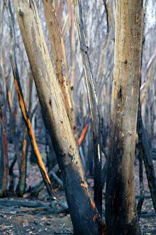 Wildfire: Burnt Eucalyptus Tree