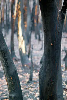 Wildfires: Burnt Eucalyptus Trees