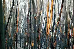 Wildfire: Burnt Eucalyptus Trees