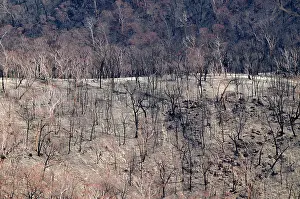 Wildfire: Burnt forest - Bush fire aftermath