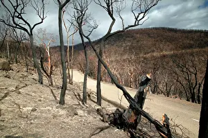 Wildfire: Burnt forest on the Omeo Highway - Bush fire aftermath