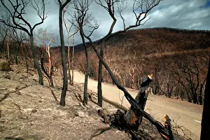 Burnt: Burnt forest on either side of Omeo Highway.Near