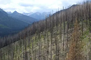 Divide: Burnt Hillside
