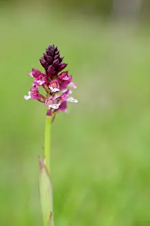Ustulata: Burnt Orchid