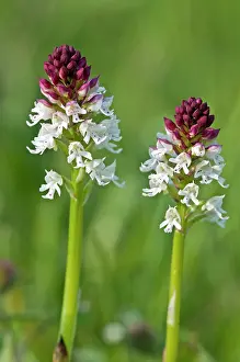 Neotinea: Burnt Orchid
