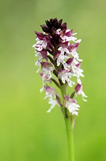 Neotinea: Burnt Orchid