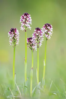 Neotinea: Burnt orchid