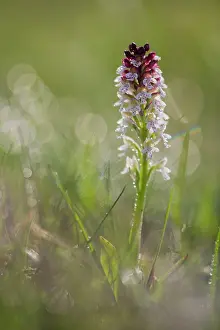 Xd6land: Burnt orchid