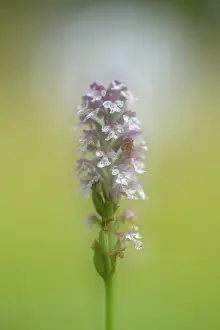 Orchidaceae: Burnt orchid