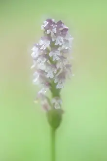 Orchidaceae: Burnt orchid