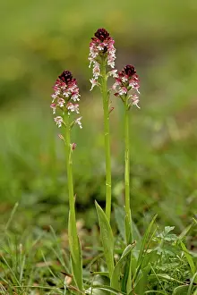 Orchids: Burnt Orchid / Burnt-tip Orchid / Dwarf Orchid A3