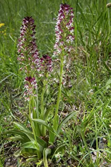 Calcareous: Burnt Orchid (Neotinea ustulata), Small Group of