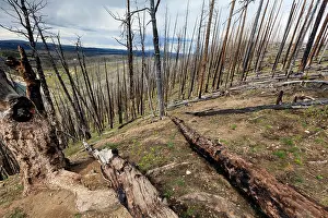 Burnt: Burnt Trees - and skeleton forestry at Lake Butte
