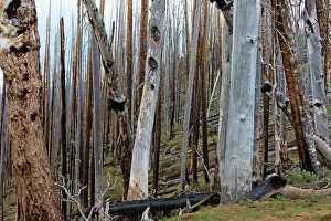 Burnt: Burnt Trees - and skeleton forestry at Lake Butte