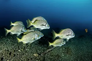 Grunt: Burrito grunt (Anisotremus interruptus), San Benedicto
