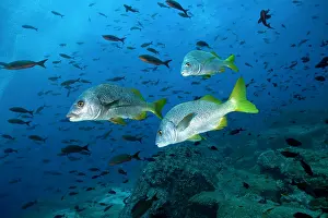 Grunt: Burrito grunt Anisotremus interruptus Galapagos Islands UNES