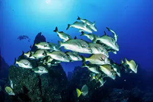 Grunt: Burrito grunt (Anisotremus interruptus), Socorro
