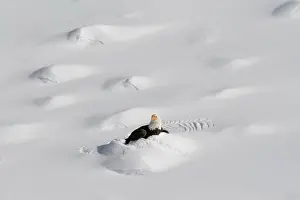 Juan: Burrowing Bald Eagle