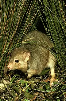 Bettong: Burrowing bettong (Boodie, LesueurIs rat-kangaroo)