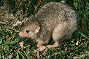 Bettong: Burrowing bettong (Boodie, LesueurIs rat-kangaroo)